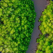 Reforestation