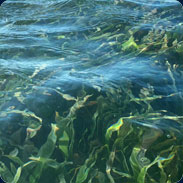 Seagrass