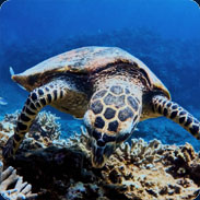 Turtle protection