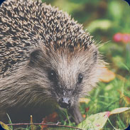 Hedgehog