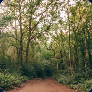 UK rewilding